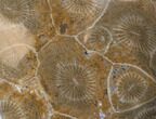 Polished Fossil Coral - Morocco #35354-1